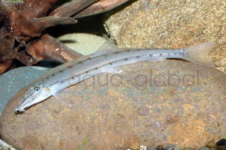 Pferdekopfschmerle (Acantopsis rungthipae)