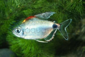 Afrikanische Salmler