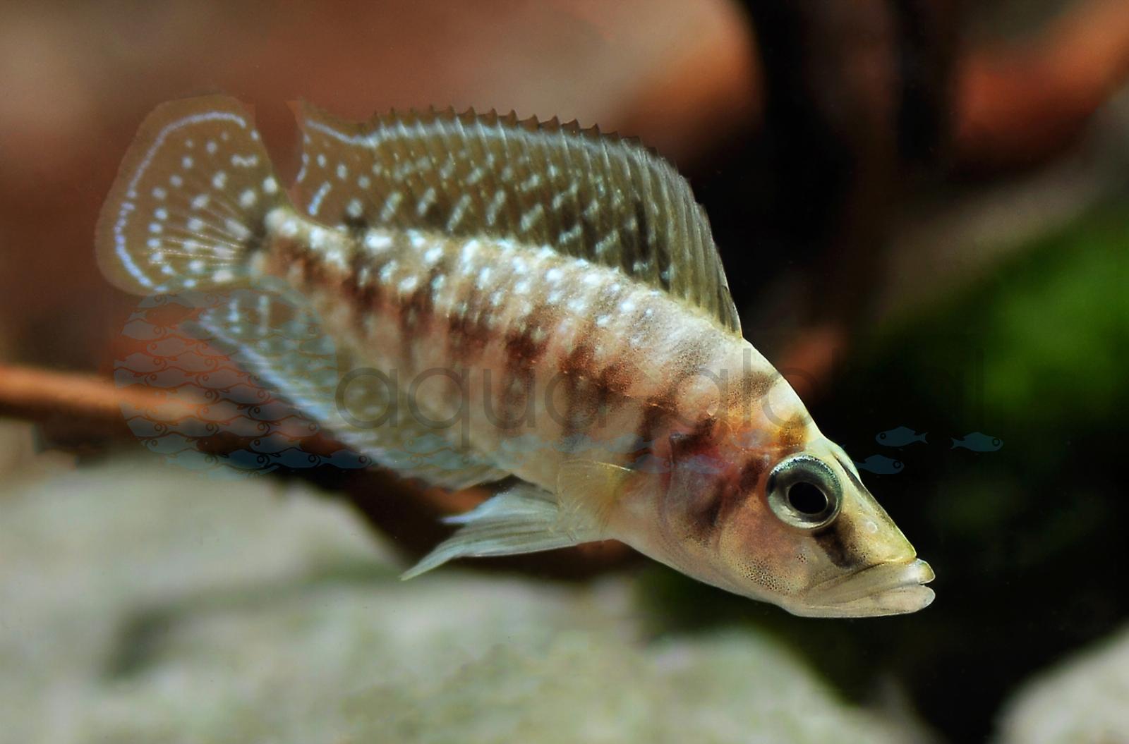 Tanganjika-Messerbarsch (Altolamprologus calvus)