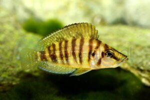 Nanderbuntbarsch-Gold