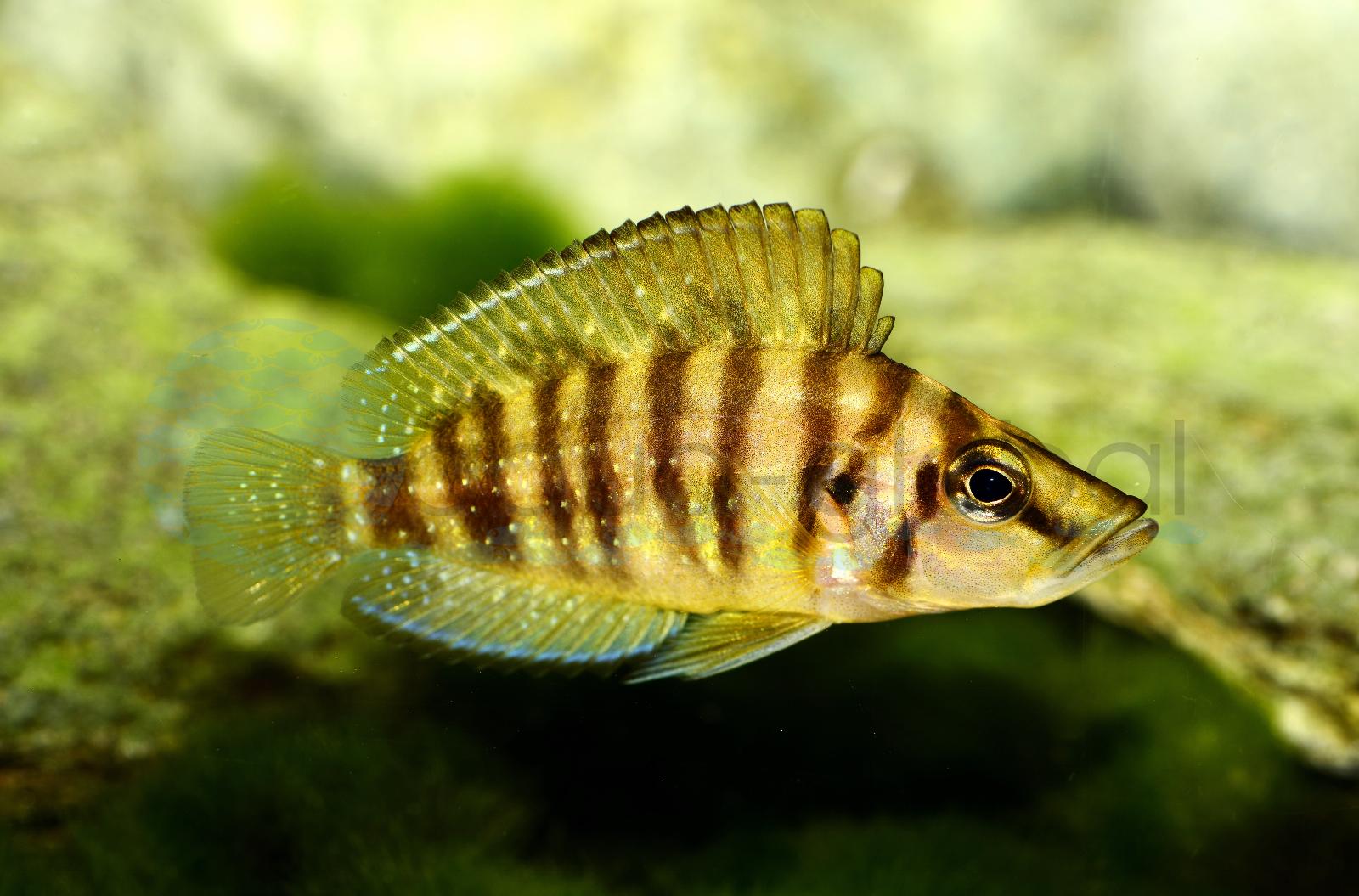 Nanderbuntbarsch-Gold (Altolamprologus compressiceps "Chaitica")