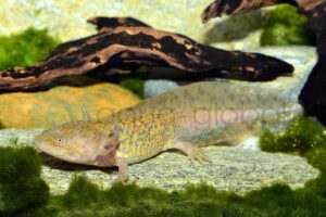 Axolotl-Green-Spotted, AX02/26