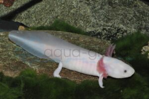 Axolotl-Weißling, AX02/26