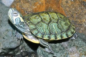 Amphibien und Reptilien
