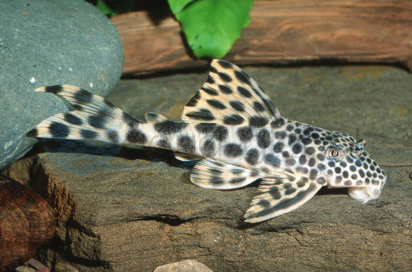 L 075 Sabajs Leopard-Pleco (Ancistomus cf. sabaji)
