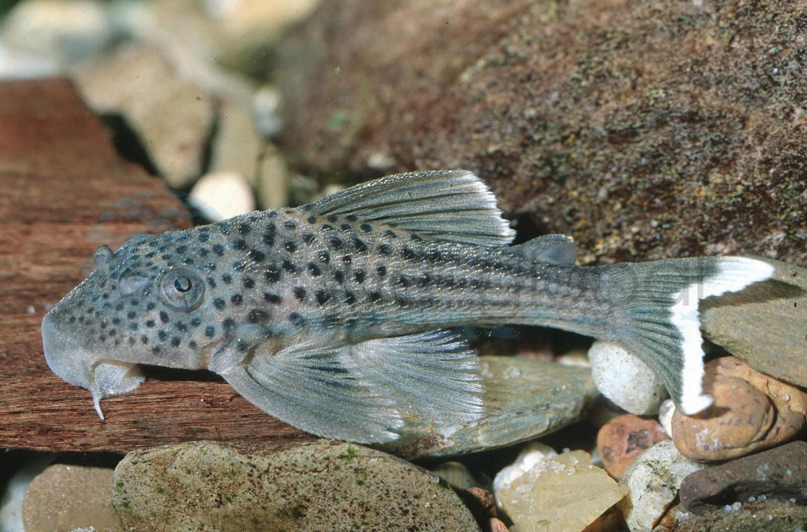L 141 Schwarzpunkt-Silberpleco (Ancistomus snethlageae)
