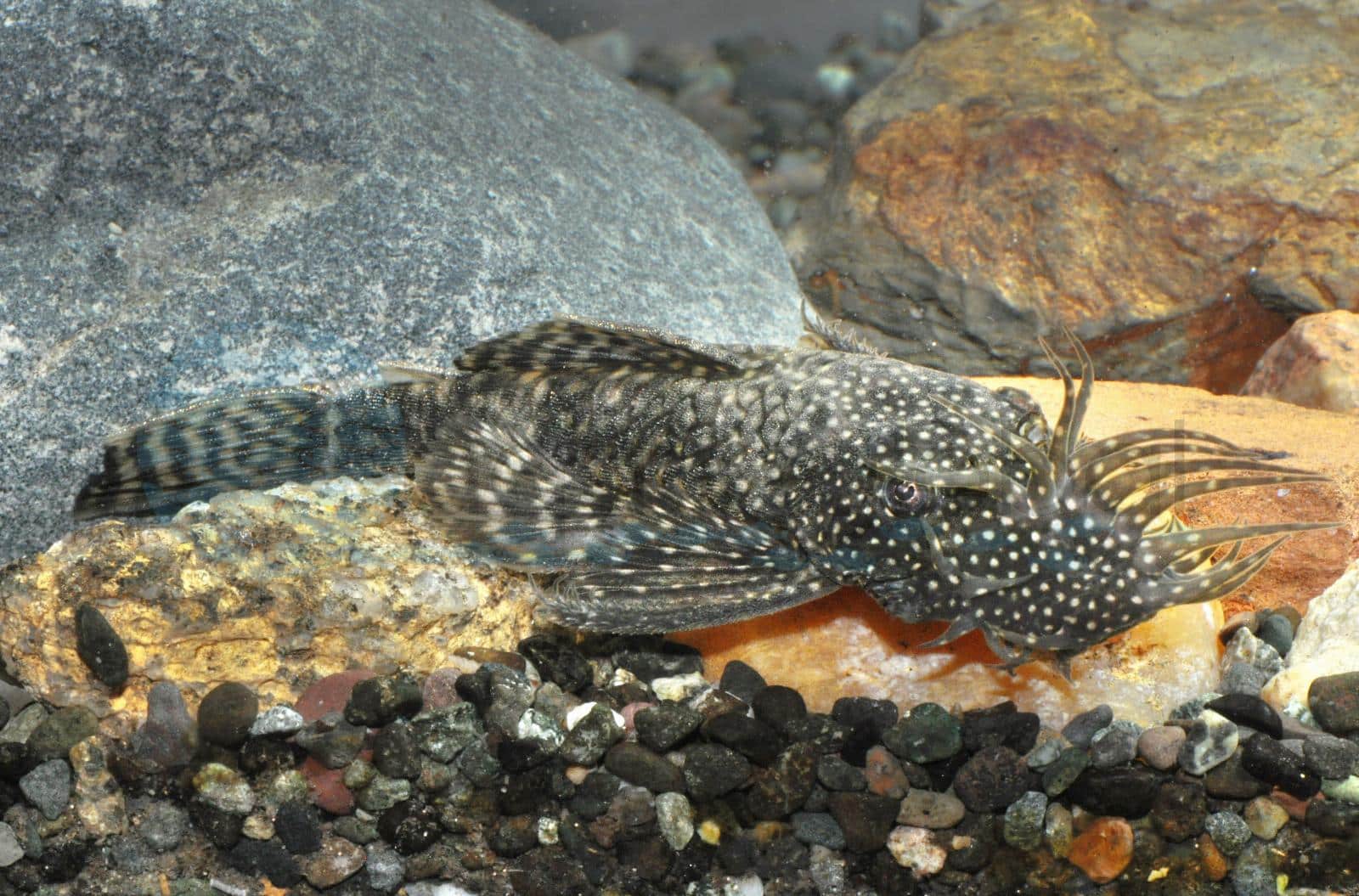 Antennenwels (Ancistrus sp.)