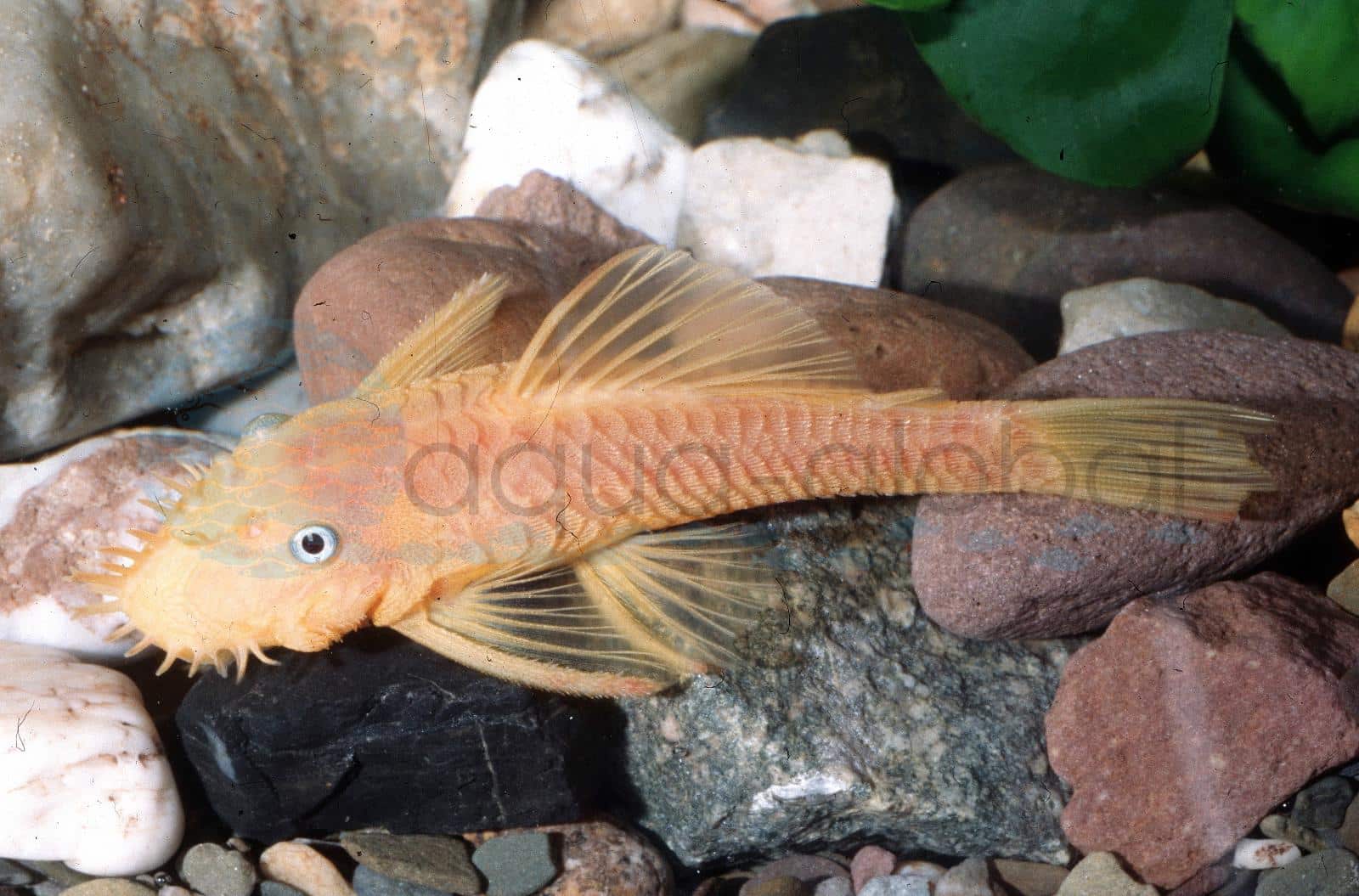 L 144 Goldanc.-Schwarzauge (Ancistrus sp. "Gold Black Eye")