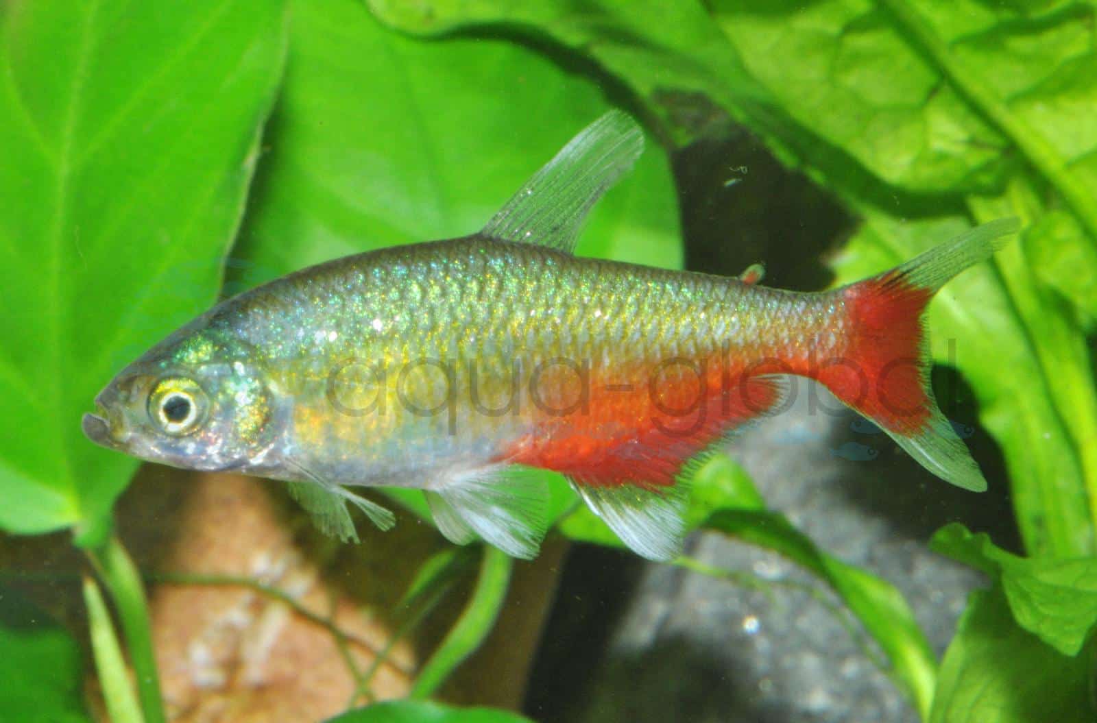 Rubin-Rotflossensalmler (Aphyocharax rathbuni)