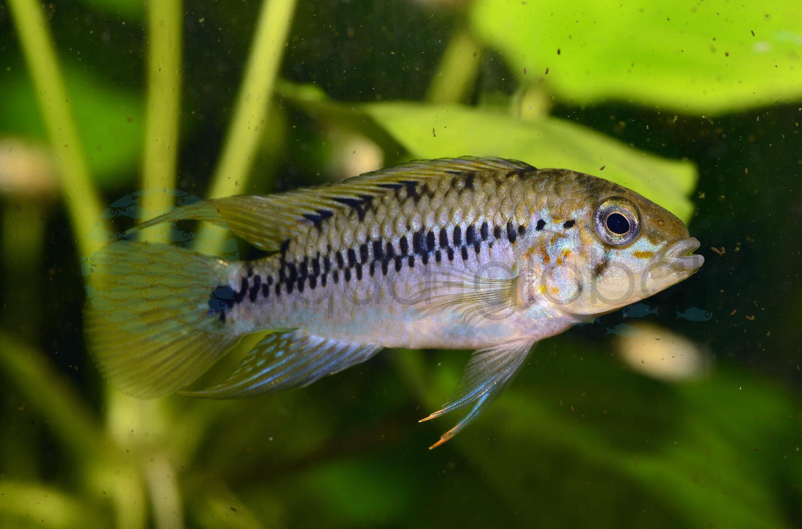 Rotpunkt-Zwergbuntbarsch (Apistogramma alacrina)