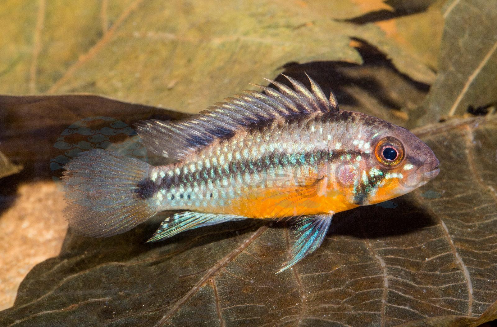 Sunset-Zwergbuntbarsch (Apistogramma atahualpa)