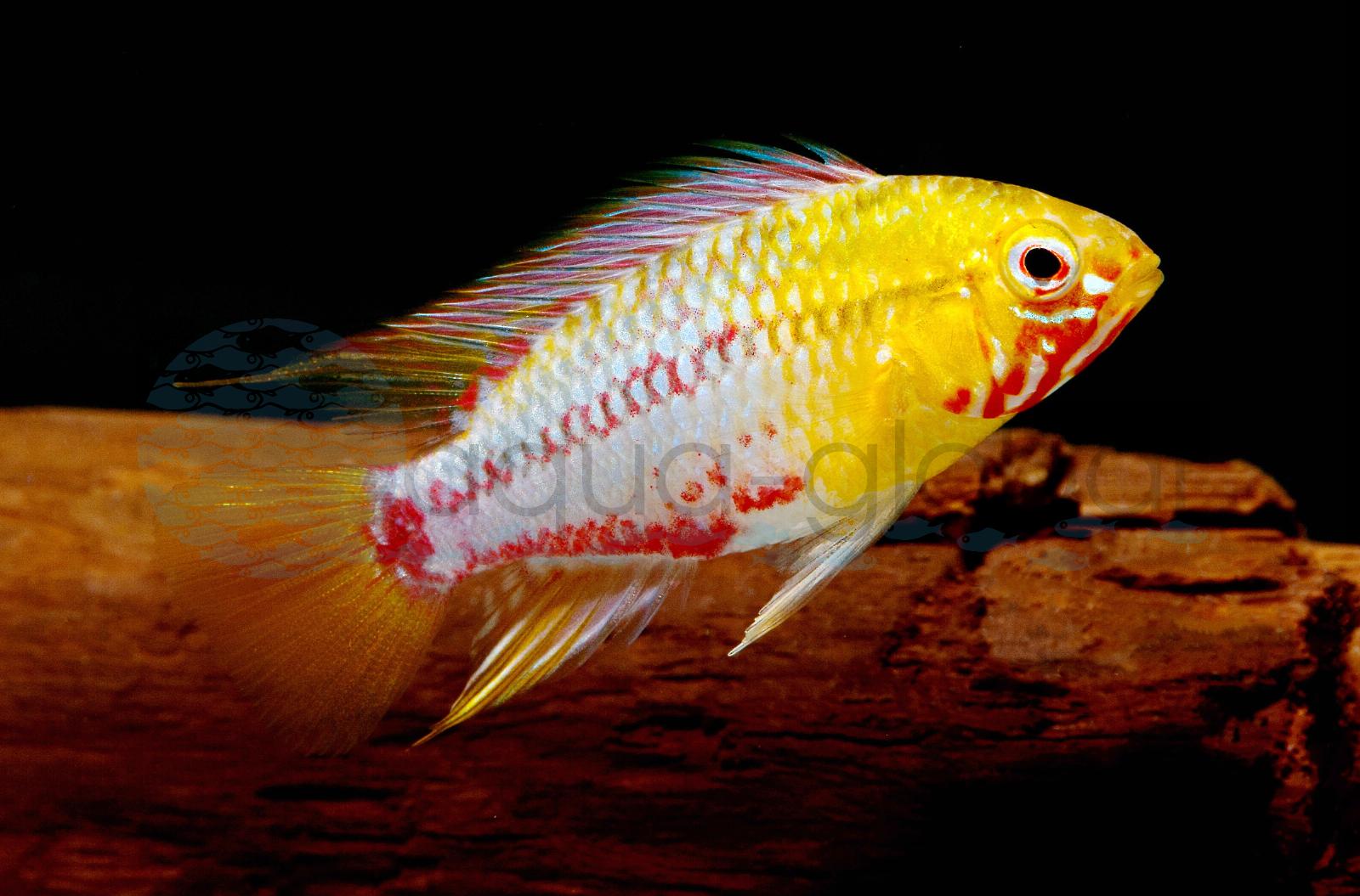 Rotstrich-Apistogramma (Apistogramma hongsloi)