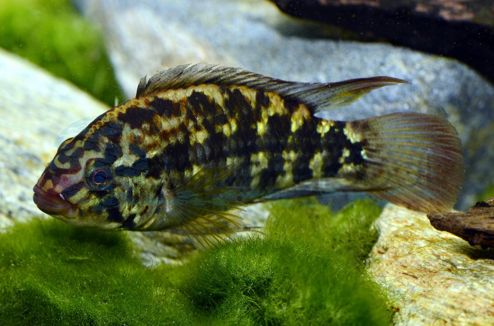 Kullanders Apistogramma-Weibchen (Apistogramma kullanderi (Haremsart!))