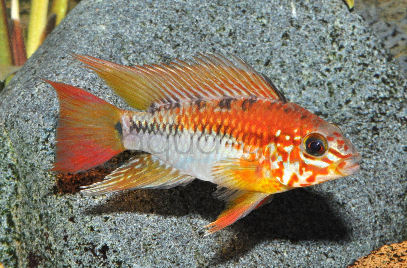 Villavicencio Zwergbuntbarsch (Apistogramma macmasteri)