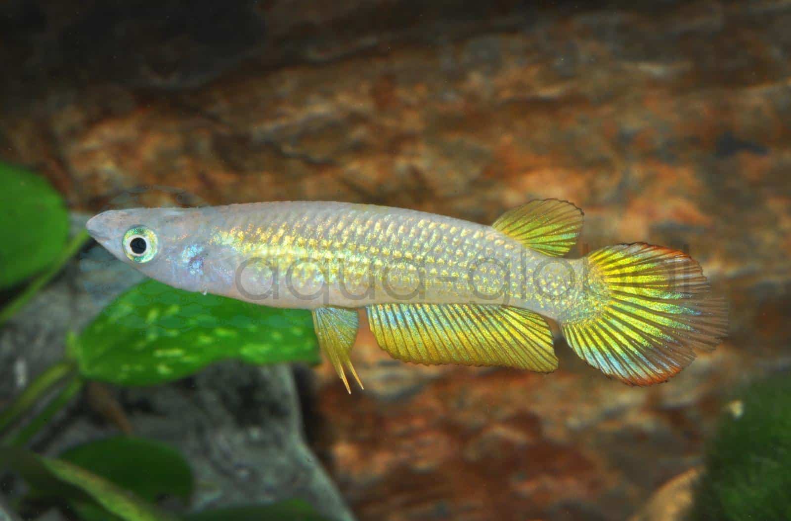Streifenhechtling-Gold (Aplocheilus lineatus "Gold")