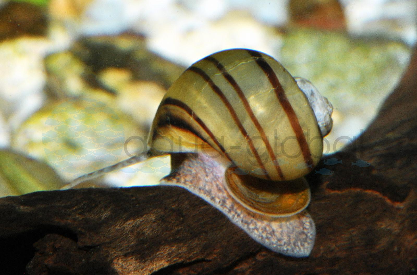 Zebra-Apfelschnecke (Asolene spixi)