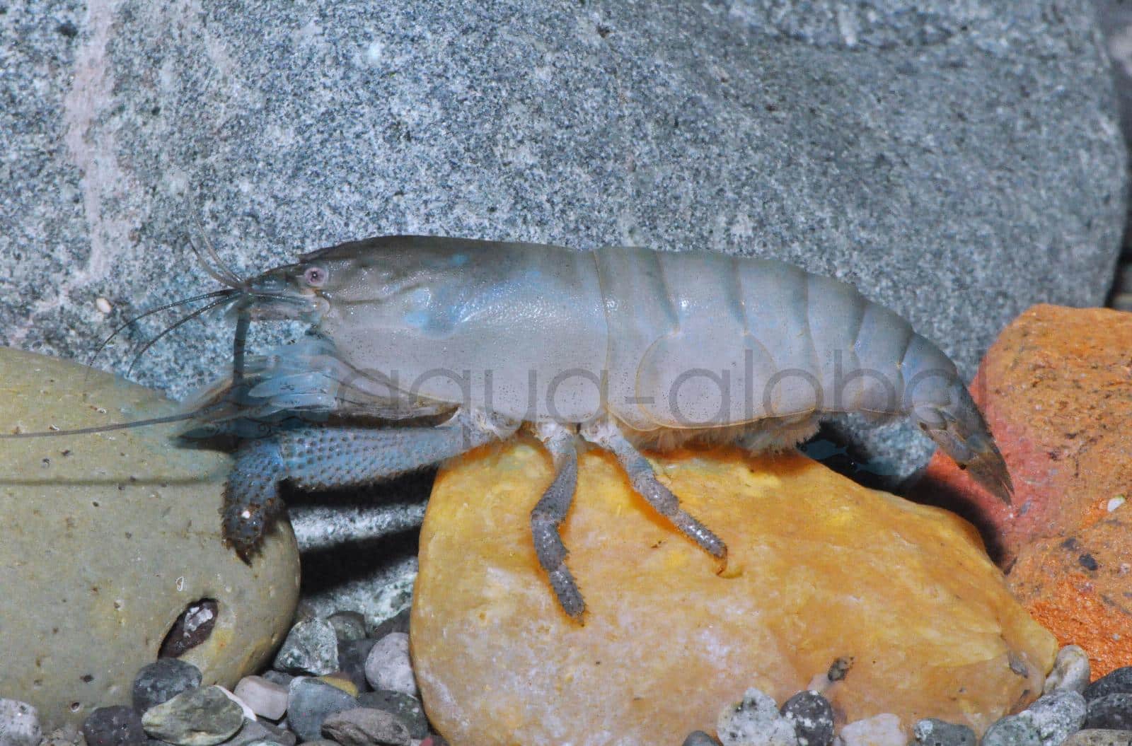 Blaue Monsterfächergarnele (Atya gabonensis)