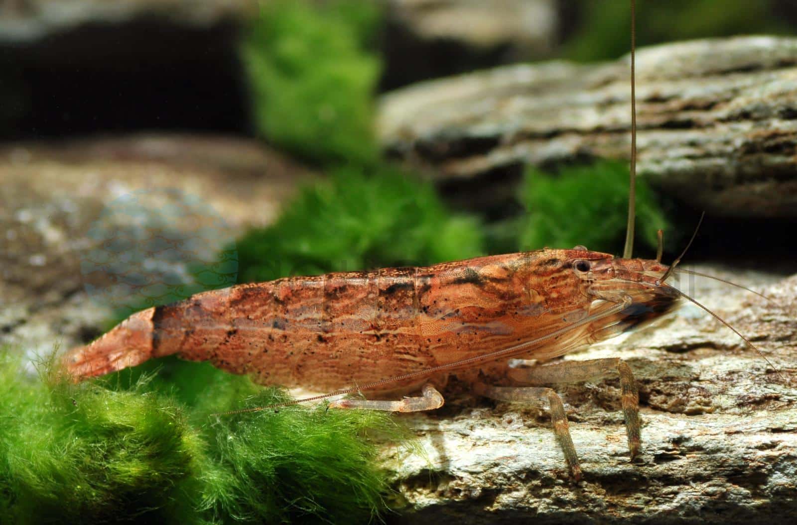 Bergwasser-Fächergarnele (Atyopsis moluccensis)
