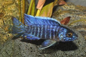Blauer Kaiserbuntbarsch