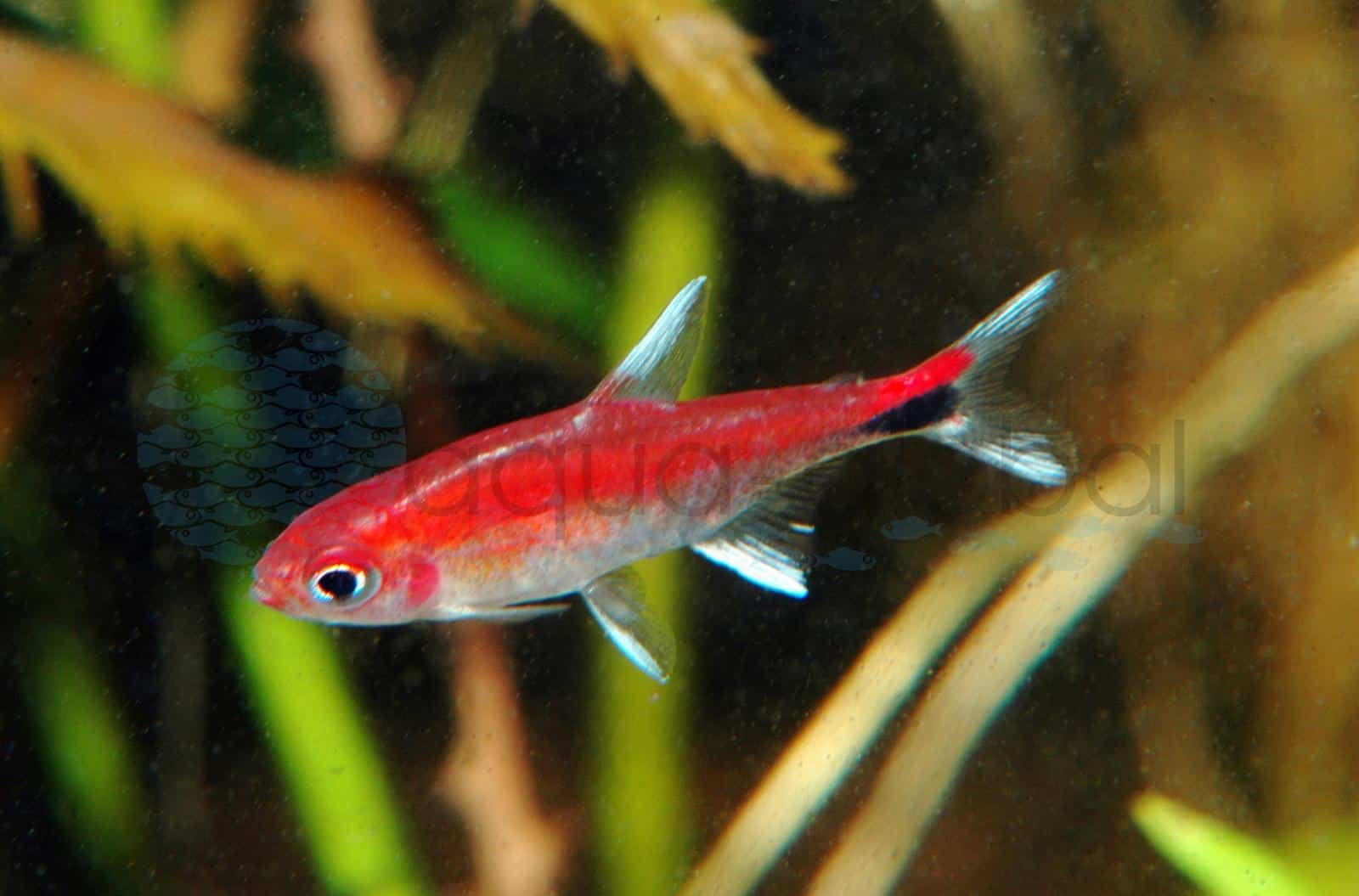 Roter Pfeffersalmler (Axelrodia riesei)