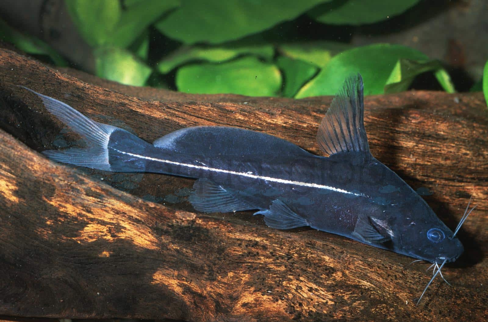 Buckel-Stachelwels (Black Lancer) (Bagrichthys macracanthus)