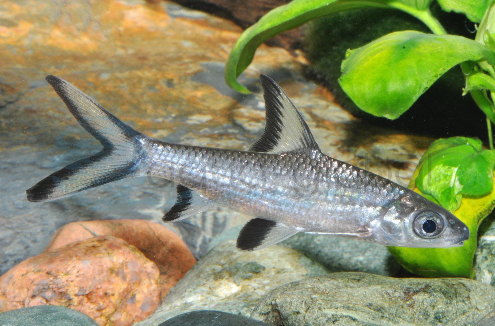 Haibarbe (Balantiocheilus melanopterus)