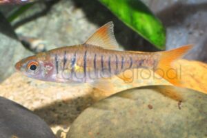 Angolabarbe