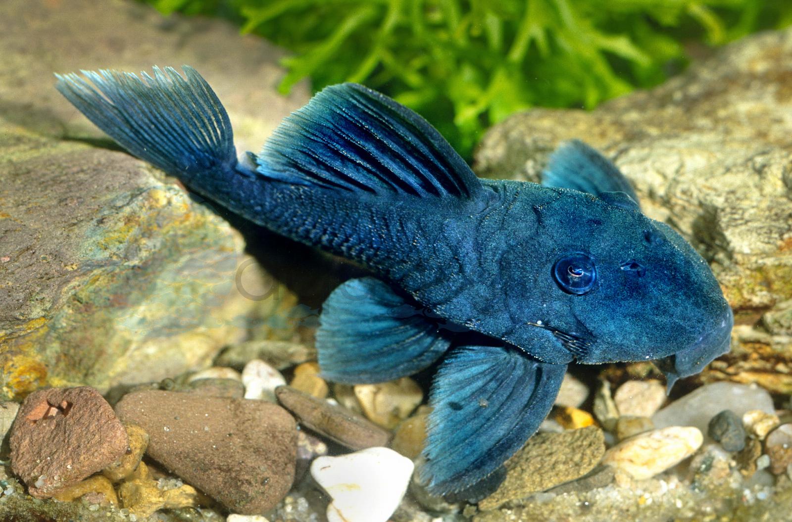 L 239  Blauer Panaque ("Baryancistrus" beggini)