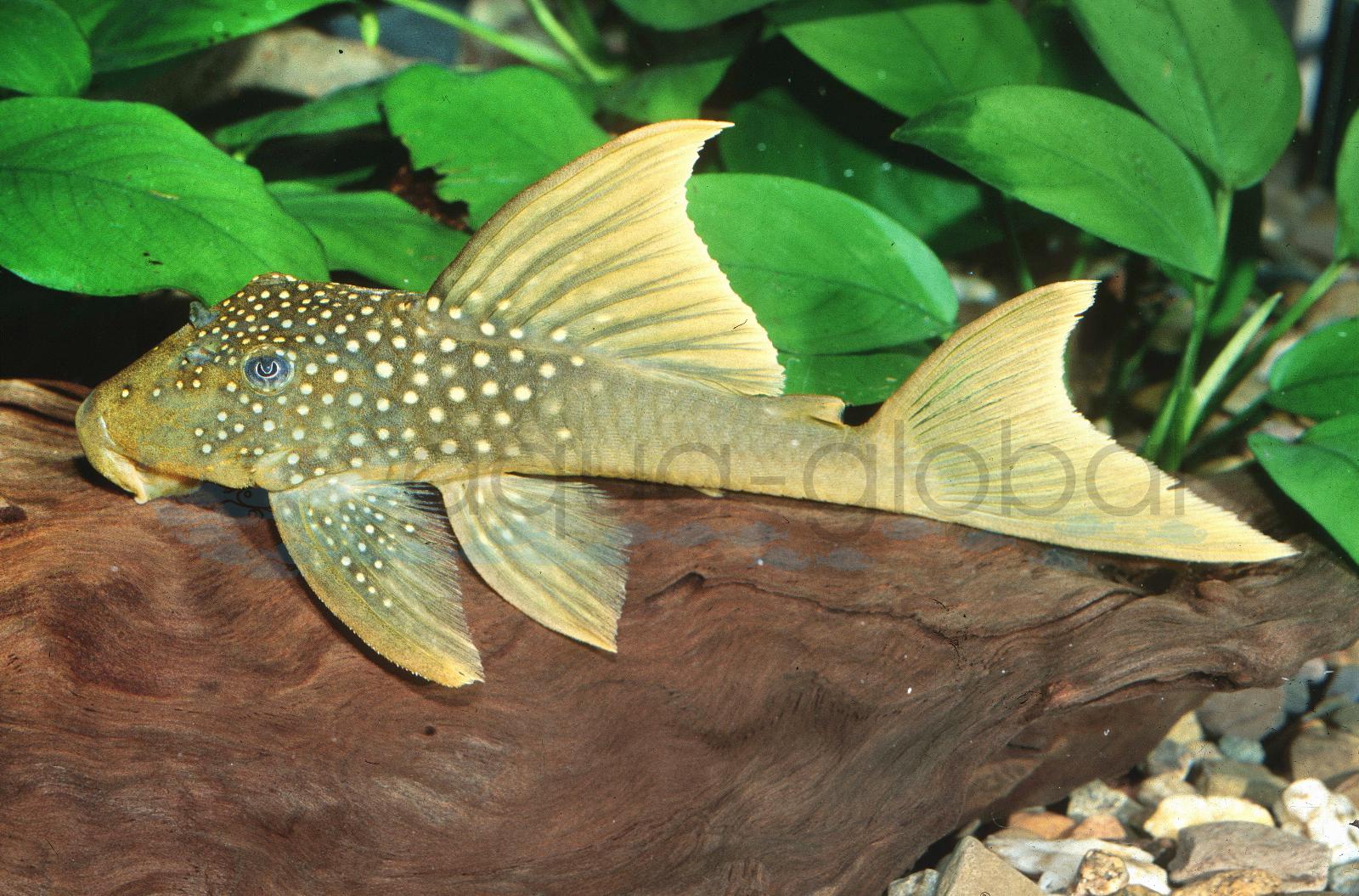 L 200 "High-Fin" Gelber Phantomwels (Baryancistrus demantoides)