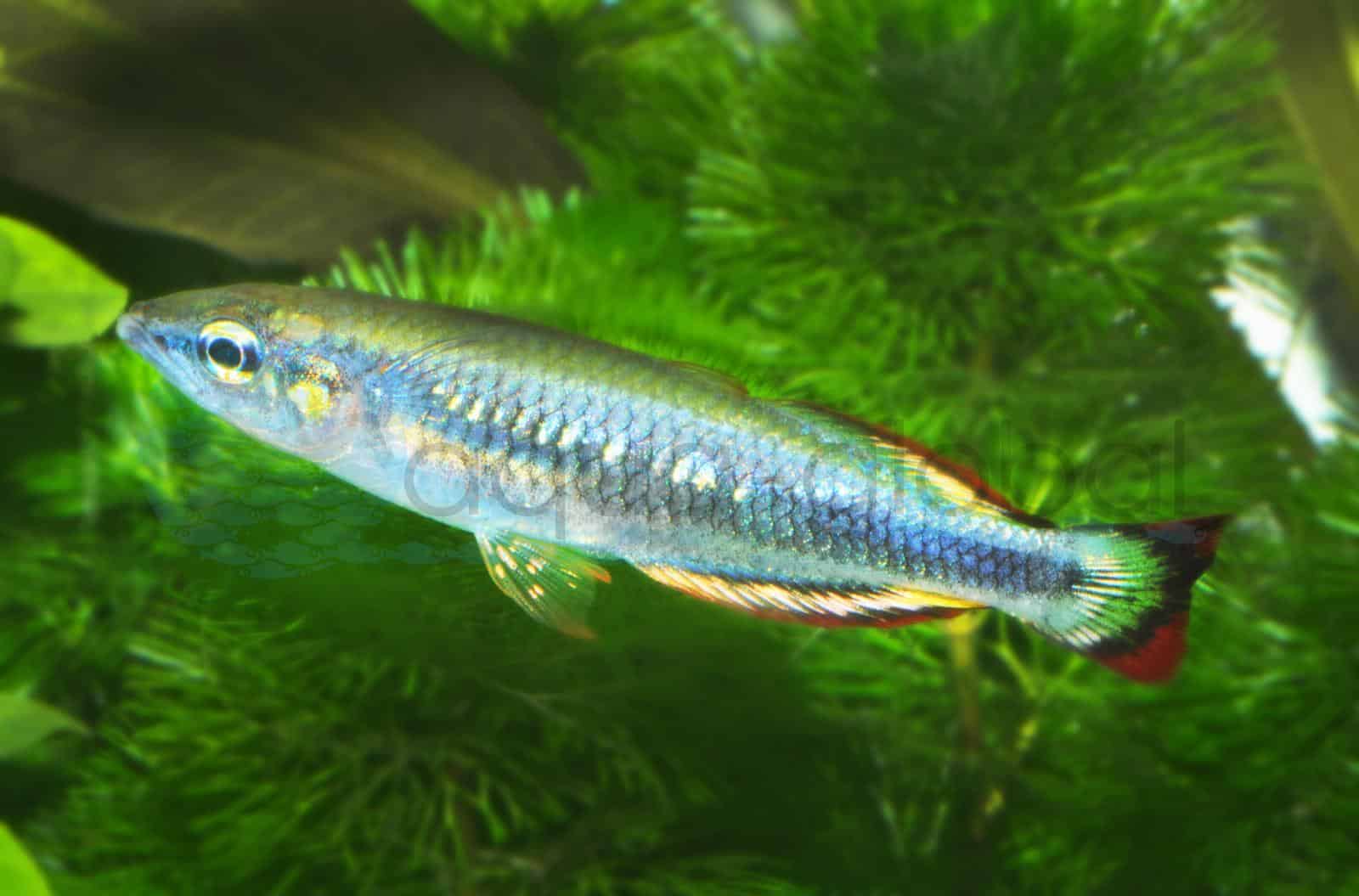 Rotschwanz-Ährenfisch (Bedotia madagascariensis)