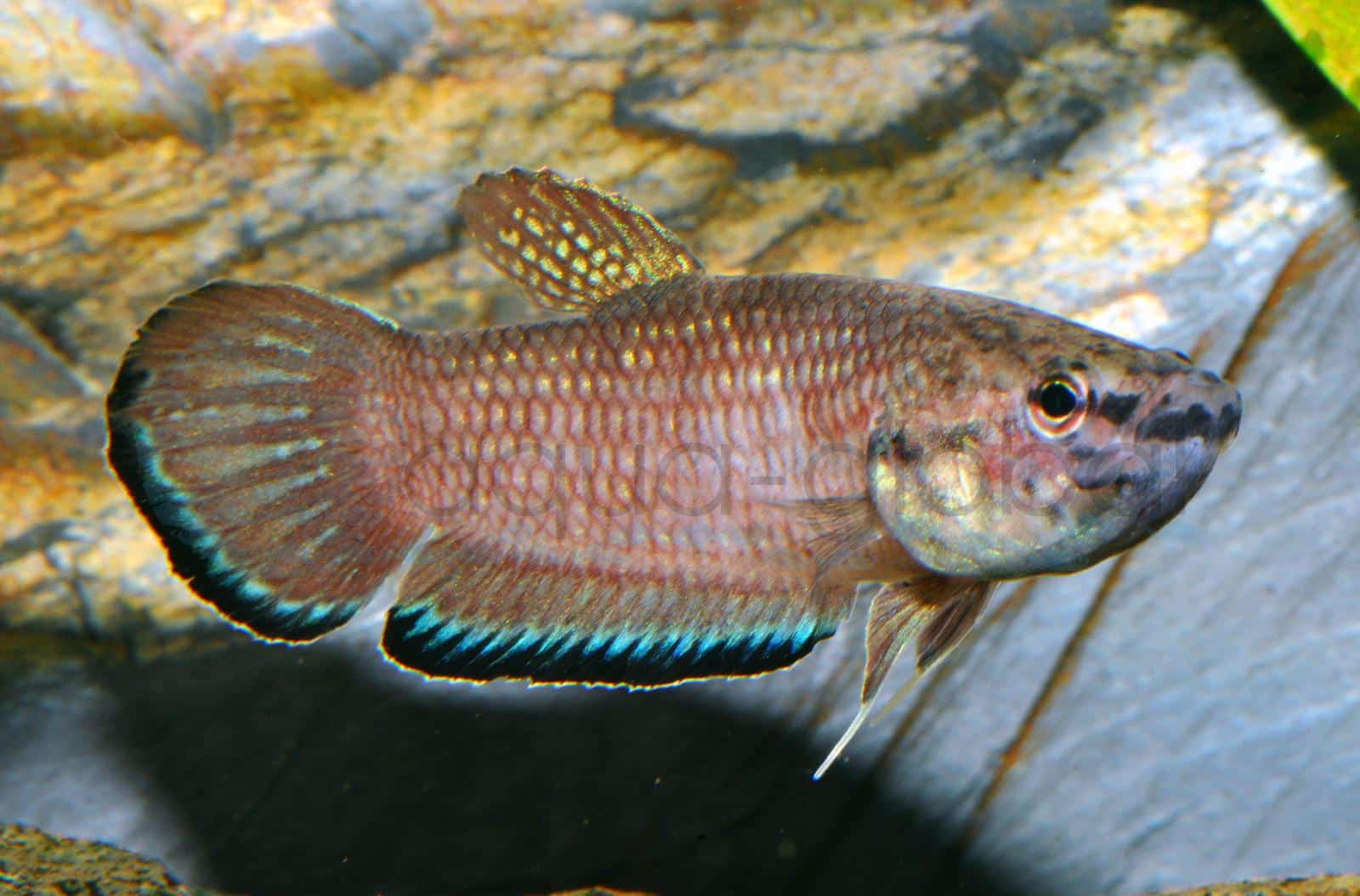 Ediths Kampffisch (Betta edithae)