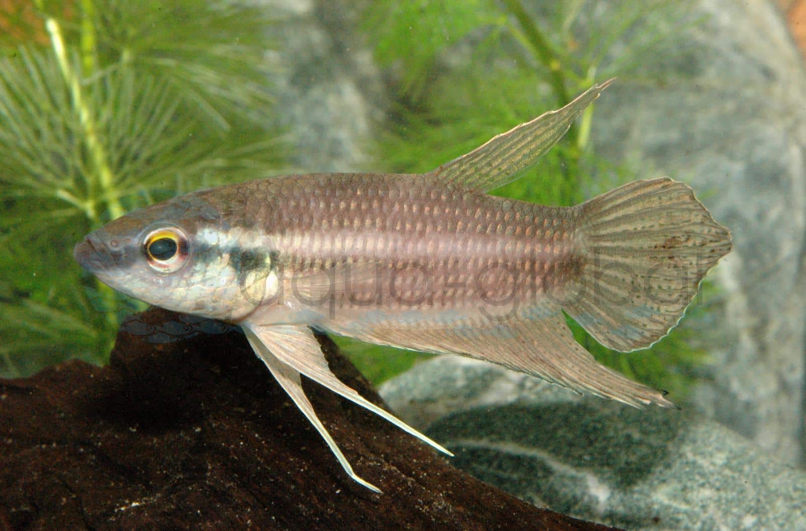 Maulbrütender Kampffisch (Betta fusca)