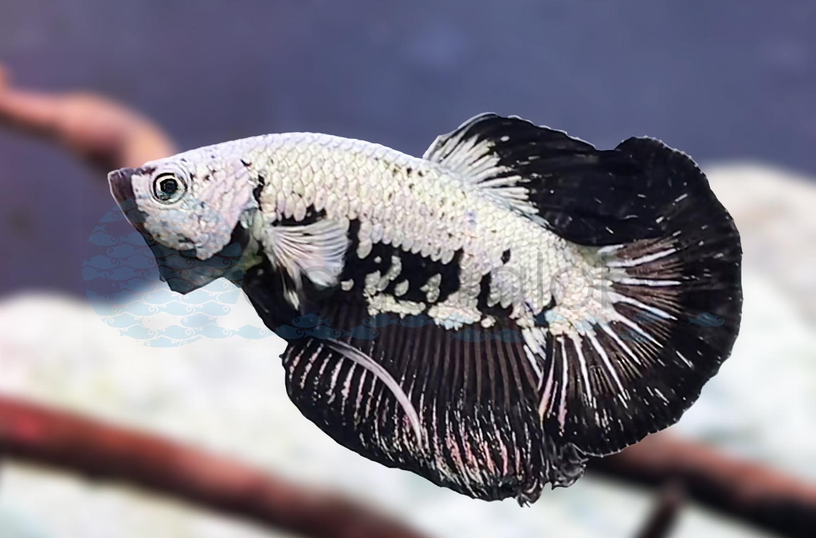 Kampffisch-Mann-Black-Samurai (Betta splendens "Black Samurai")