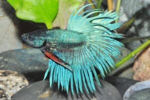 Kampffisch-Mann-Crowntail