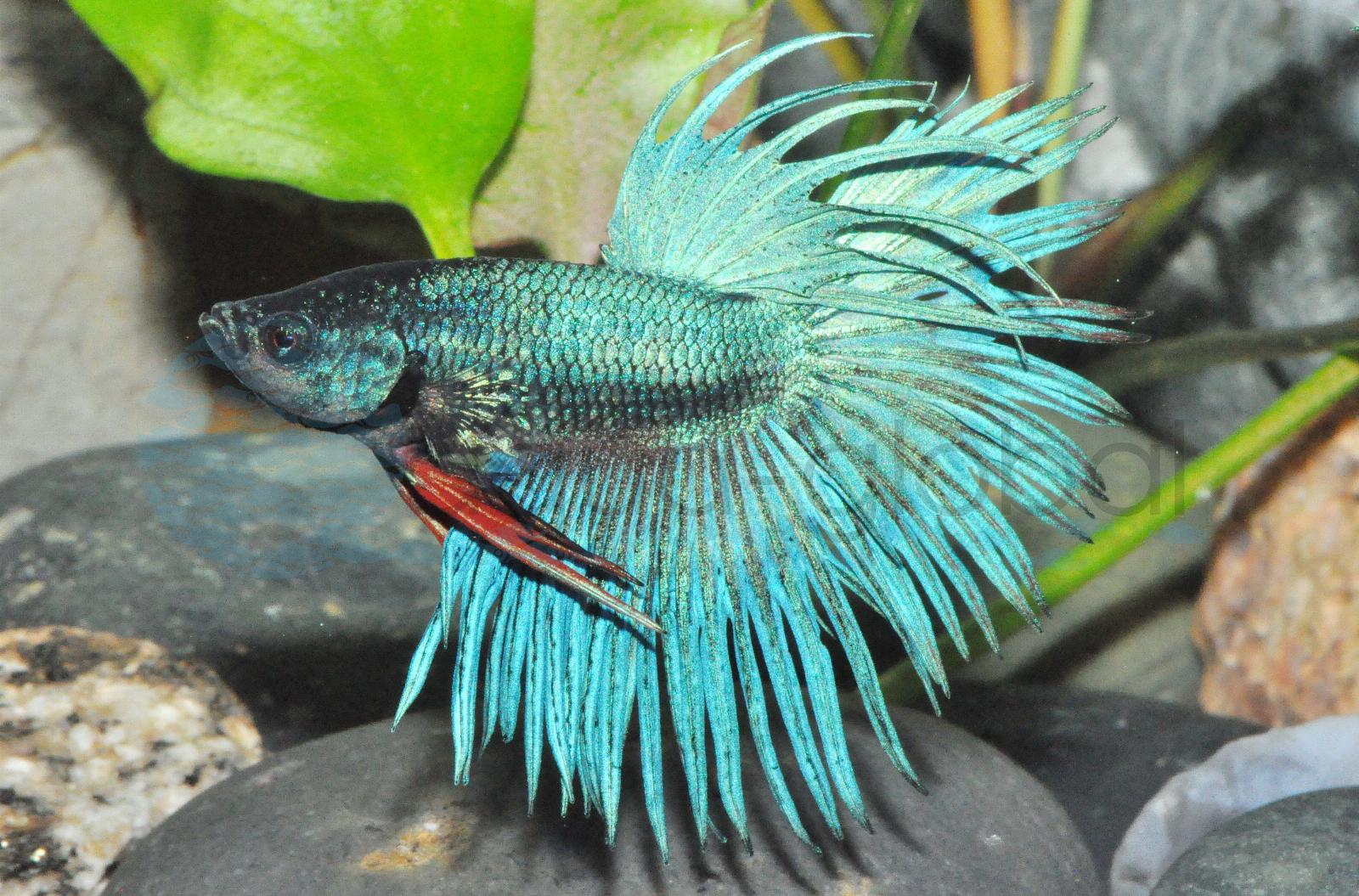 Kampffisch-Mann-Crowntail (Betta splendens "Crowntail")