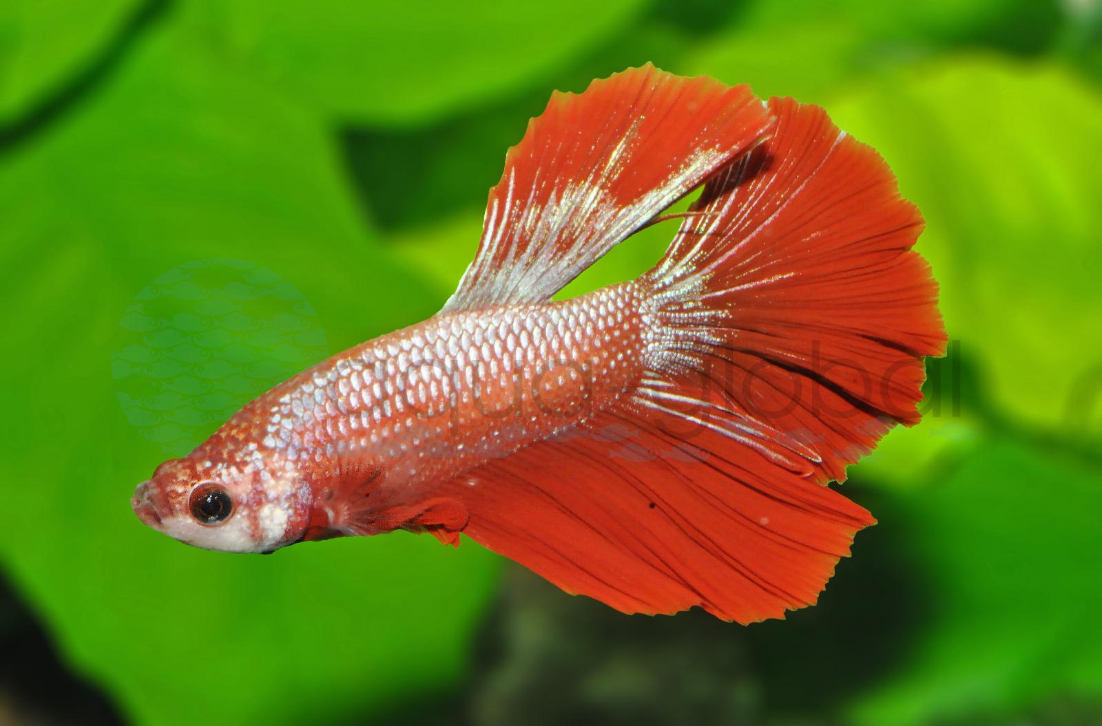 Kampffisch-Mann-Halfmoon (Betta splendens "Halfmoon")