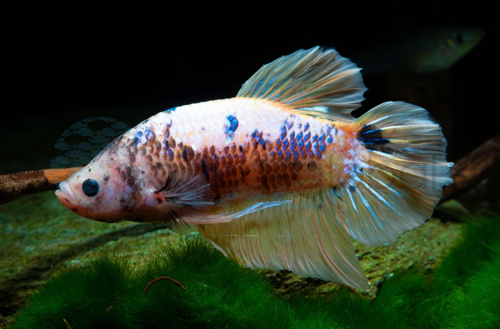 Kampffisch-Mann-Plakat-Halfmoon (Betta splendens "Halfmoon Premium")