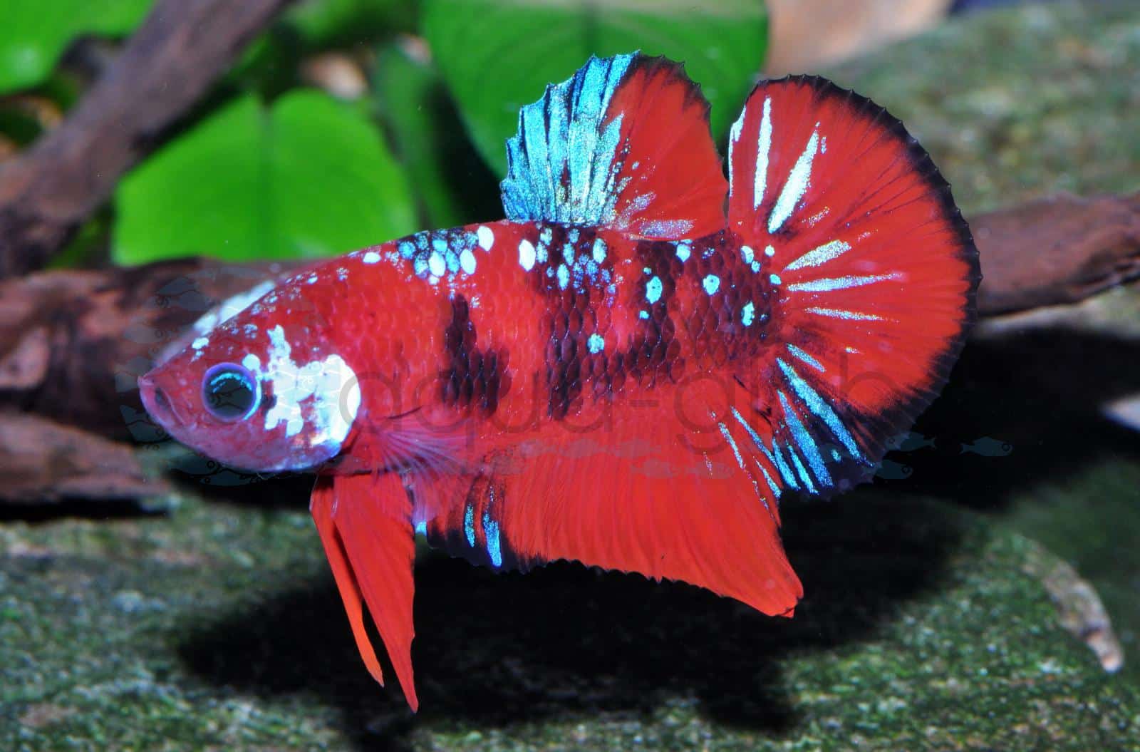 Kampffisch-Mann-Hellboy (Betta splendens "Plakat Hellboy")