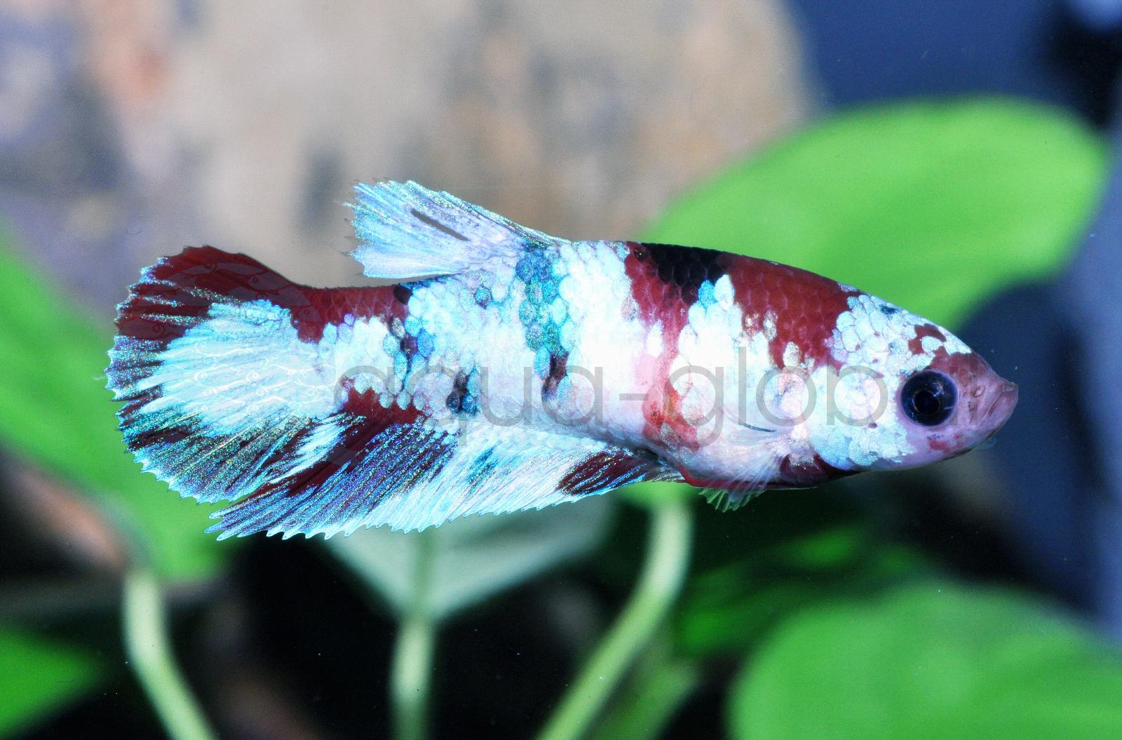 Kampffisch-Weibchen-Koi-Galaxy (Betta splendens "W-Koi-Galaxy")