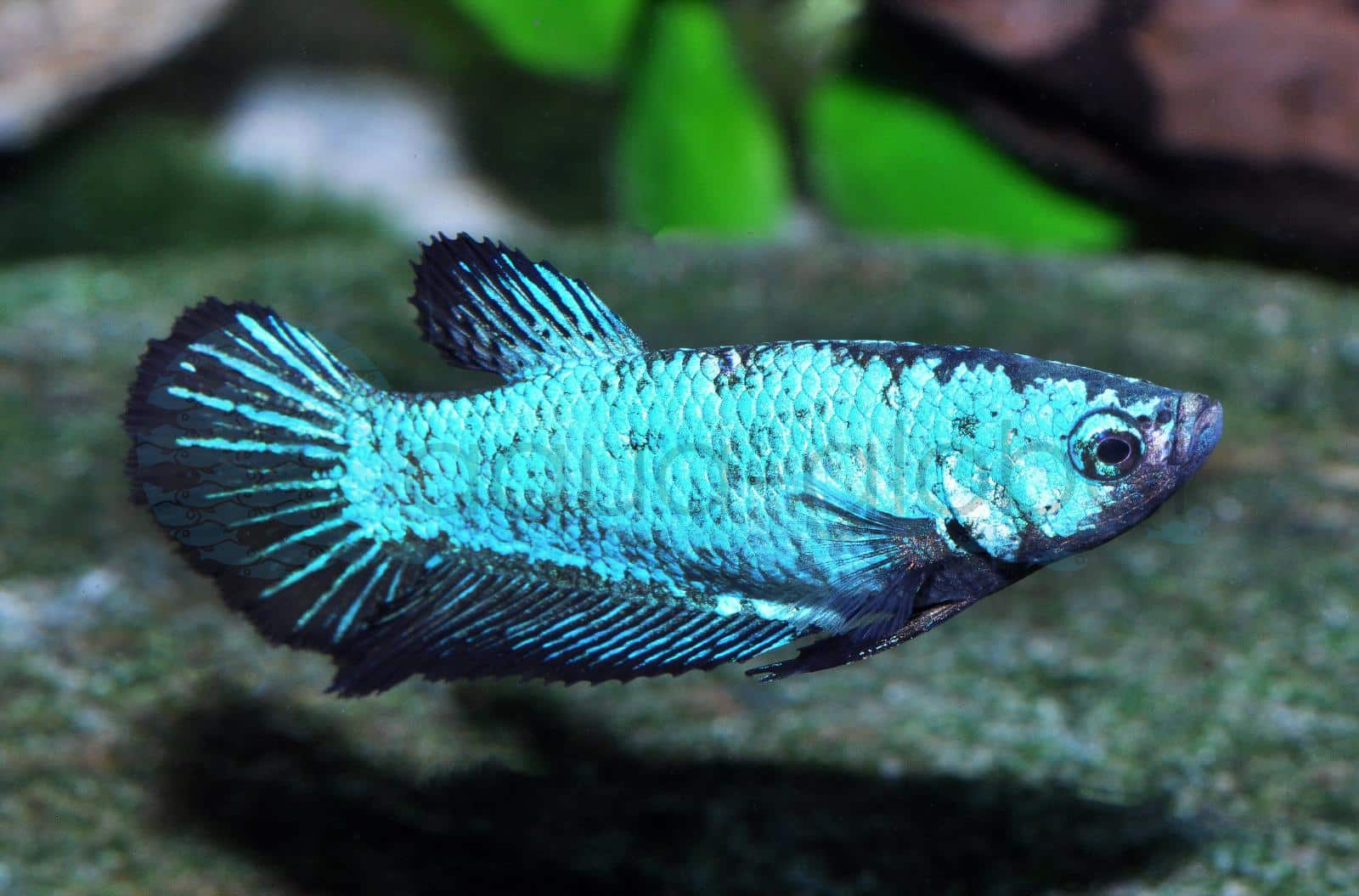 Kampffisch-Weibchen-Selected (Betta splendens "W-Selected")
