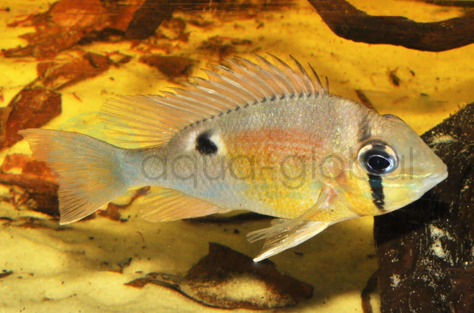Schwanzstreifenbuntbarsch (Biotodoma cupido)
