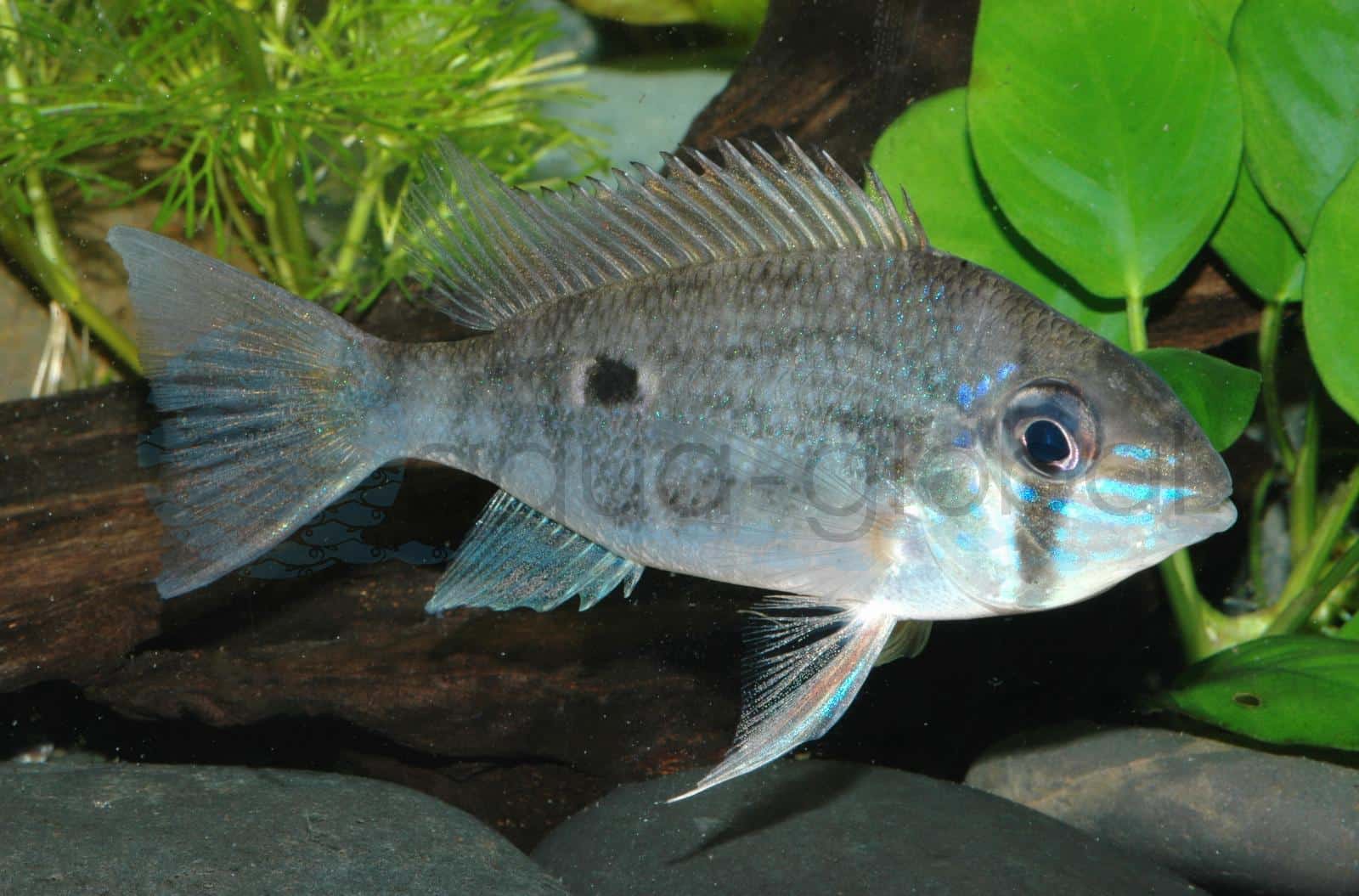 Wavrins Buntbarsch (Biotodoma wavrini)