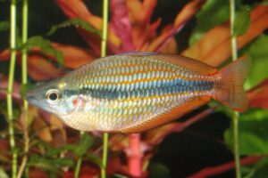 Blauaugen und Regenbogenfische