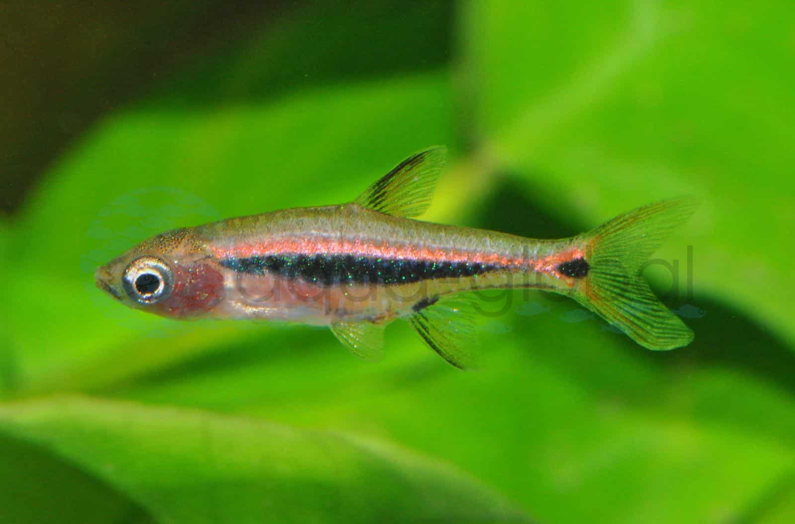 Längsband-Zwergbärbling (Boraras urophthalmoides)