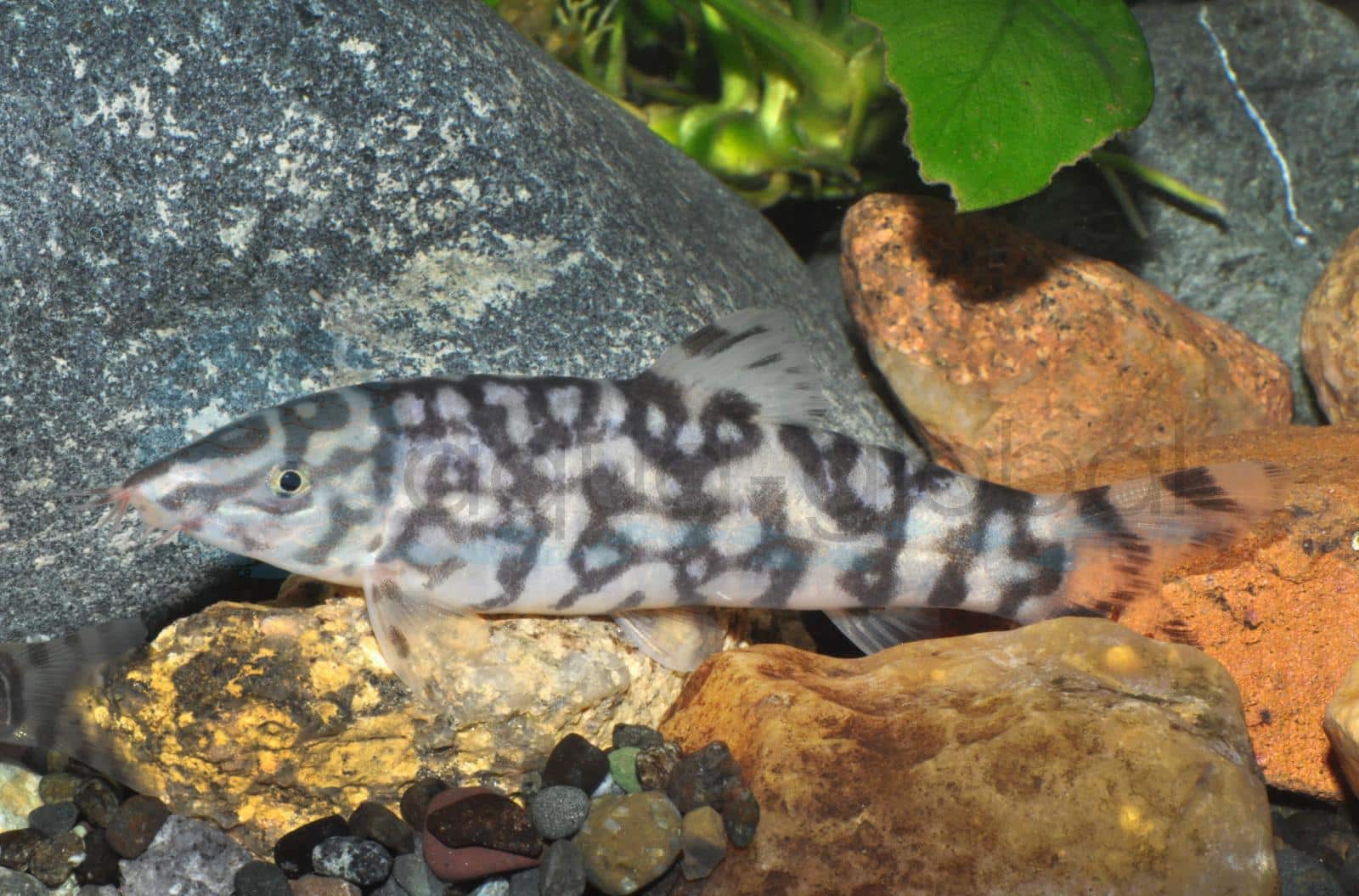 Netzschmerle (Botia almorhae/lohachata)