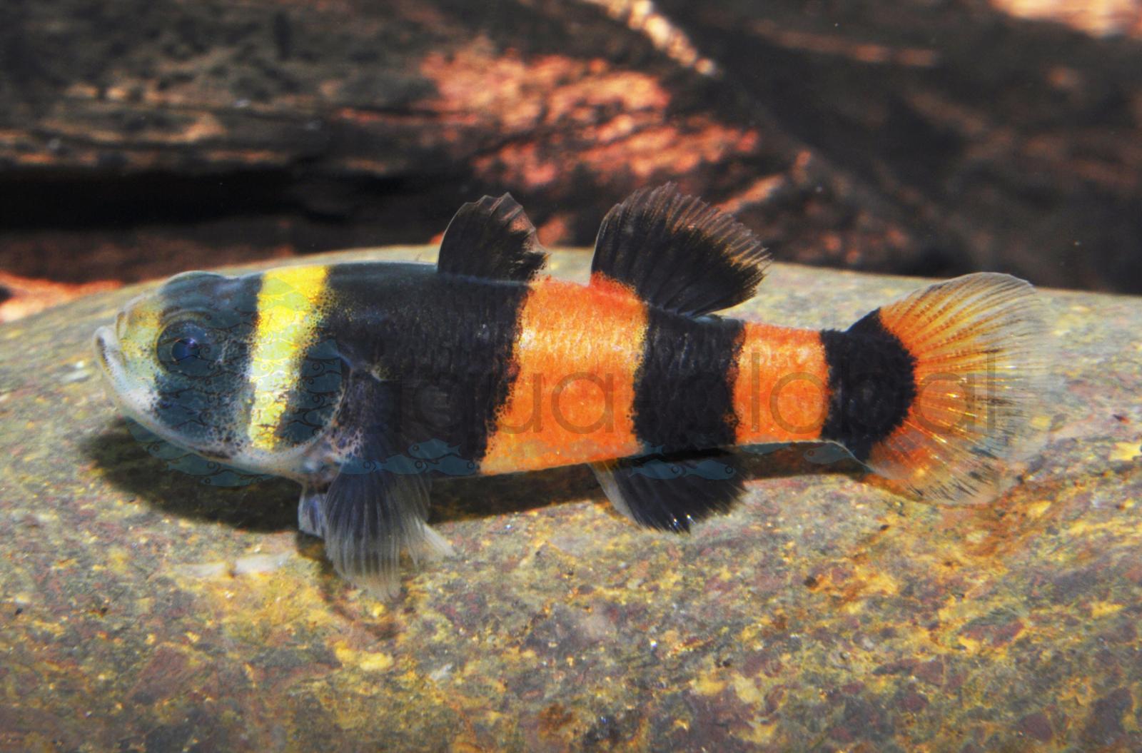 Goldringelgrundel (Brachygobius sabanus/doriae)