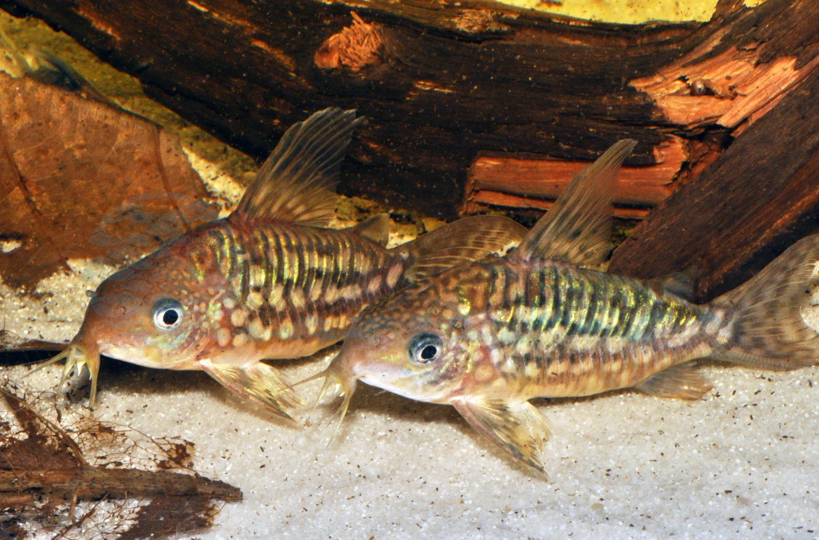Pantanal-Panzerwels (Brochis pantanalensis)