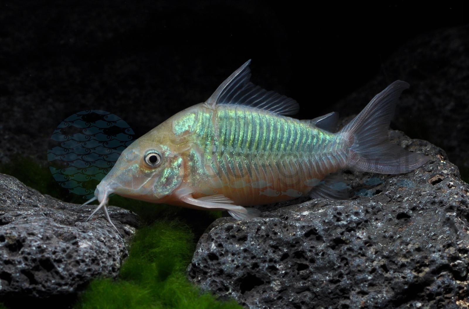 Smaragdpanzerwels (Brochis splendens)