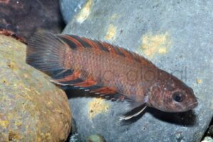 Buschfische