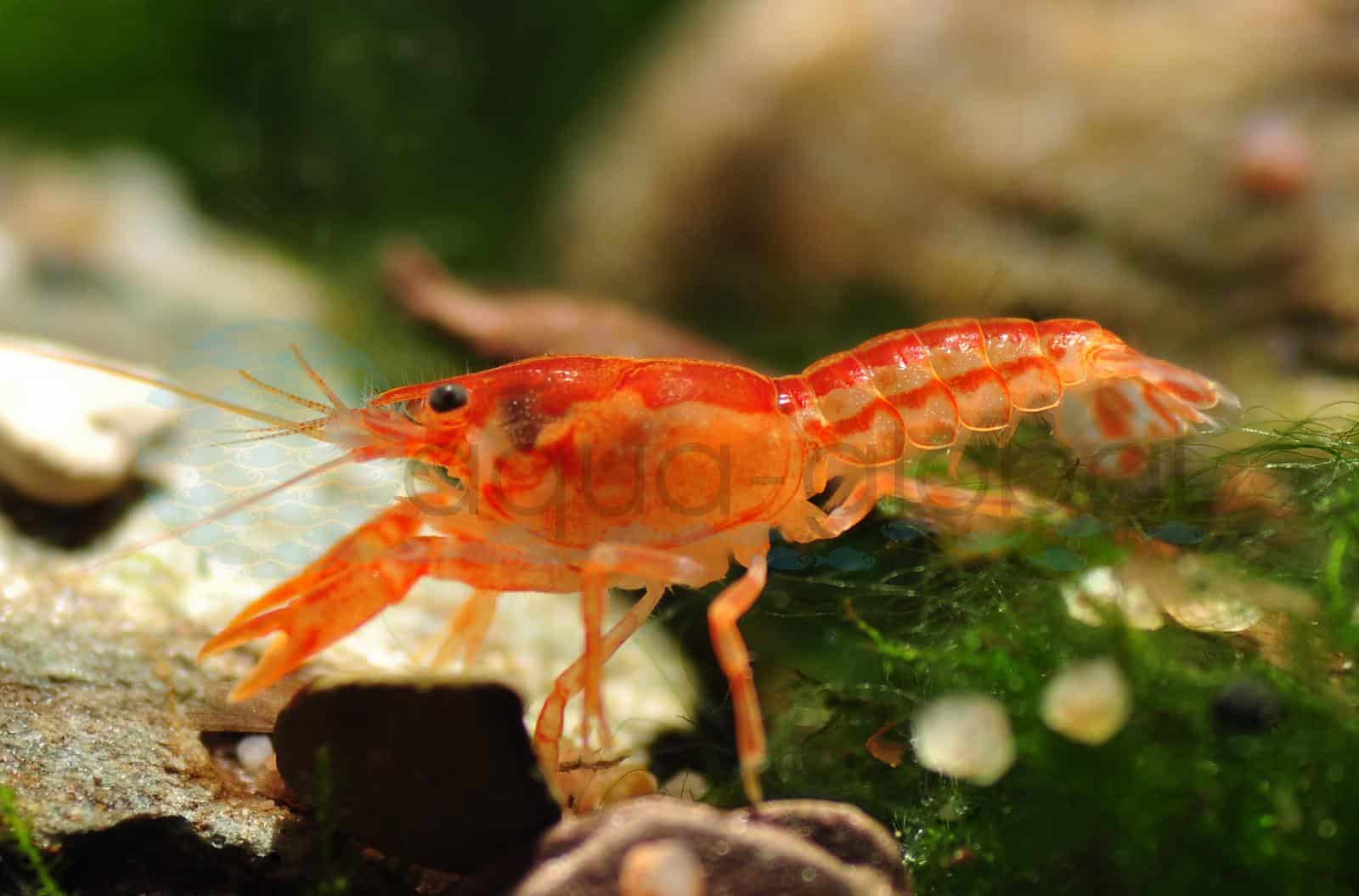 Orange Zwergkrebs